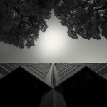 Skyscraper Trees in Downtown San Francisco taken by Nathan Wirth.