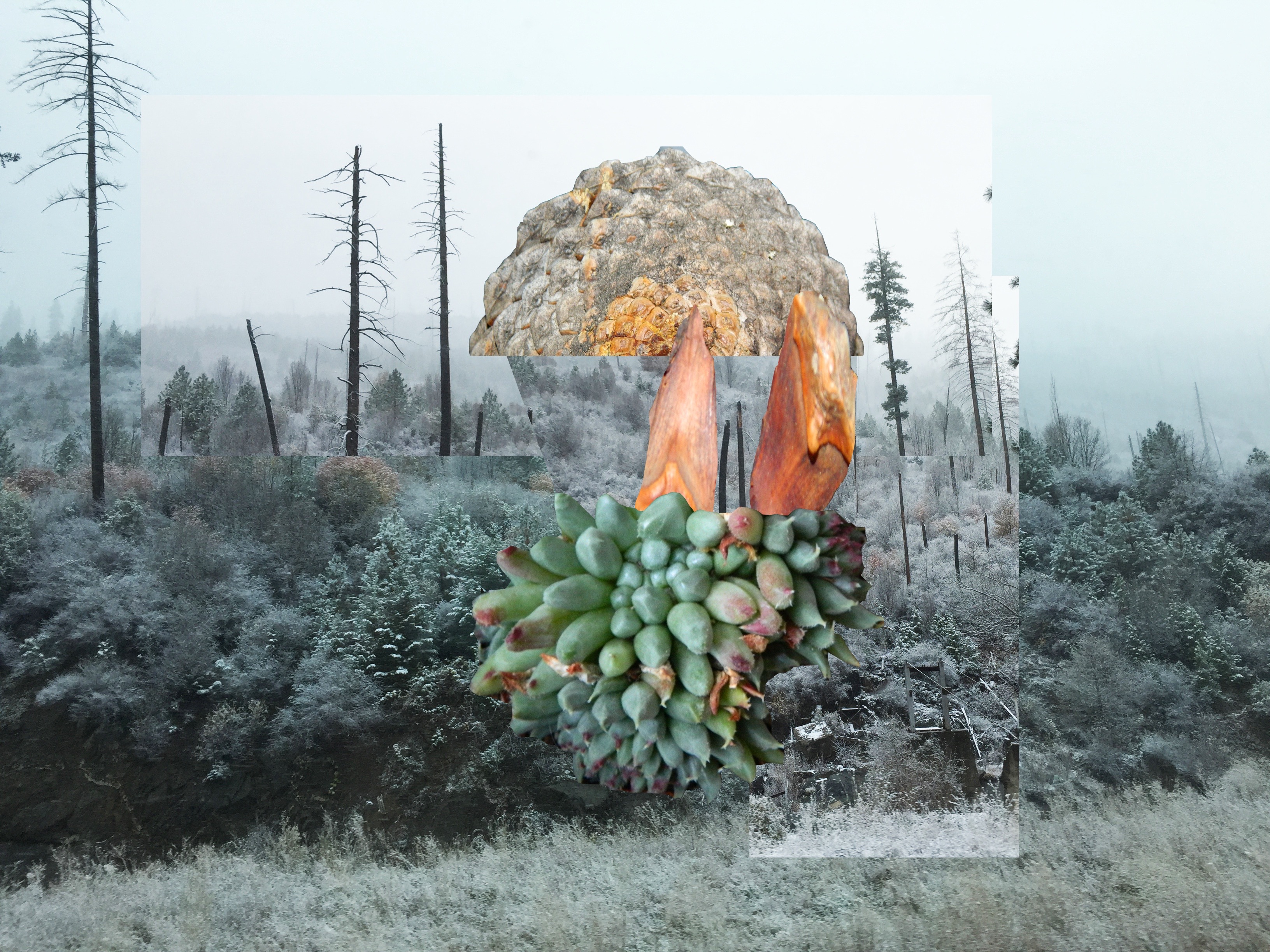 Rachel Forrest pineinforest