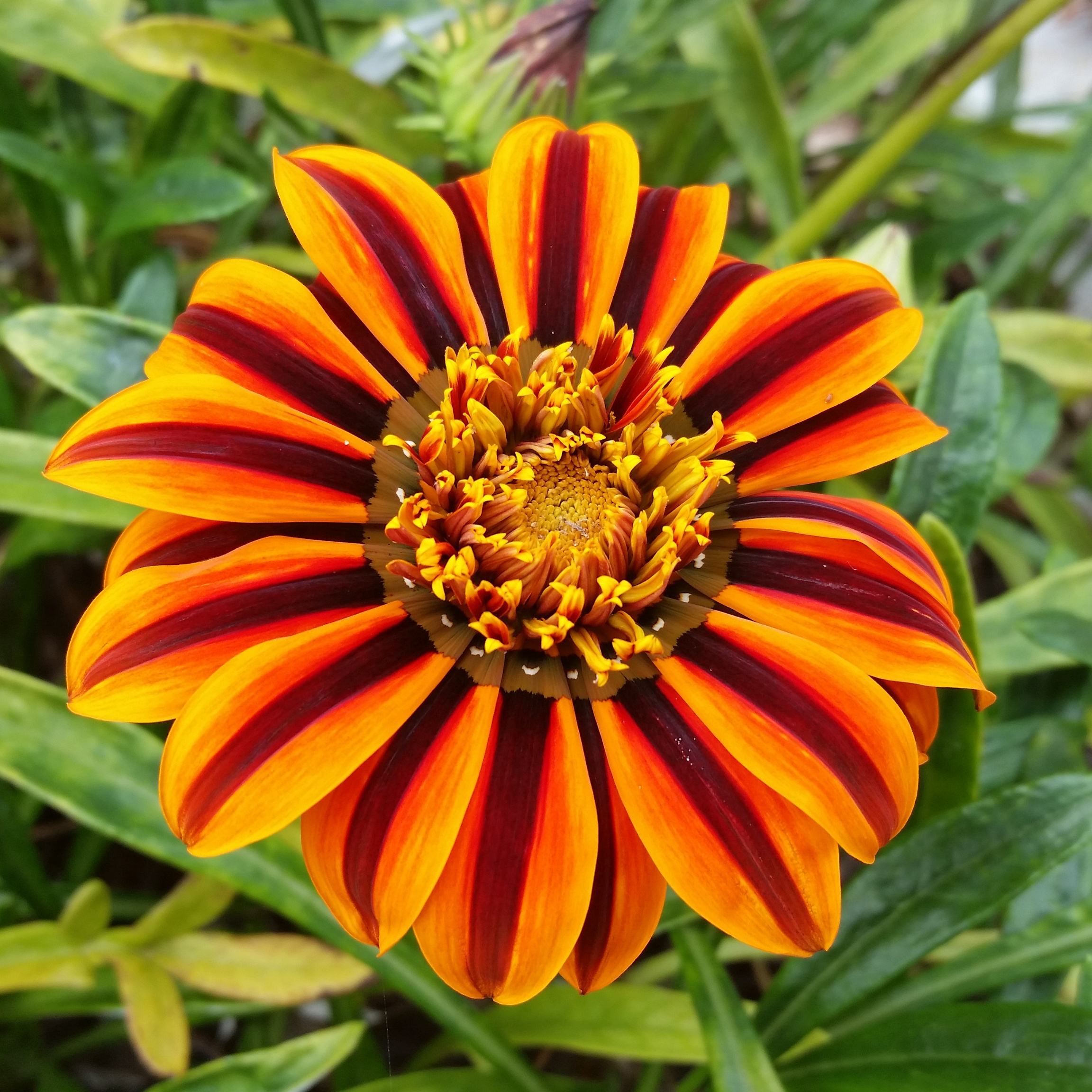 Nikii Davidson Spring in San Francisco