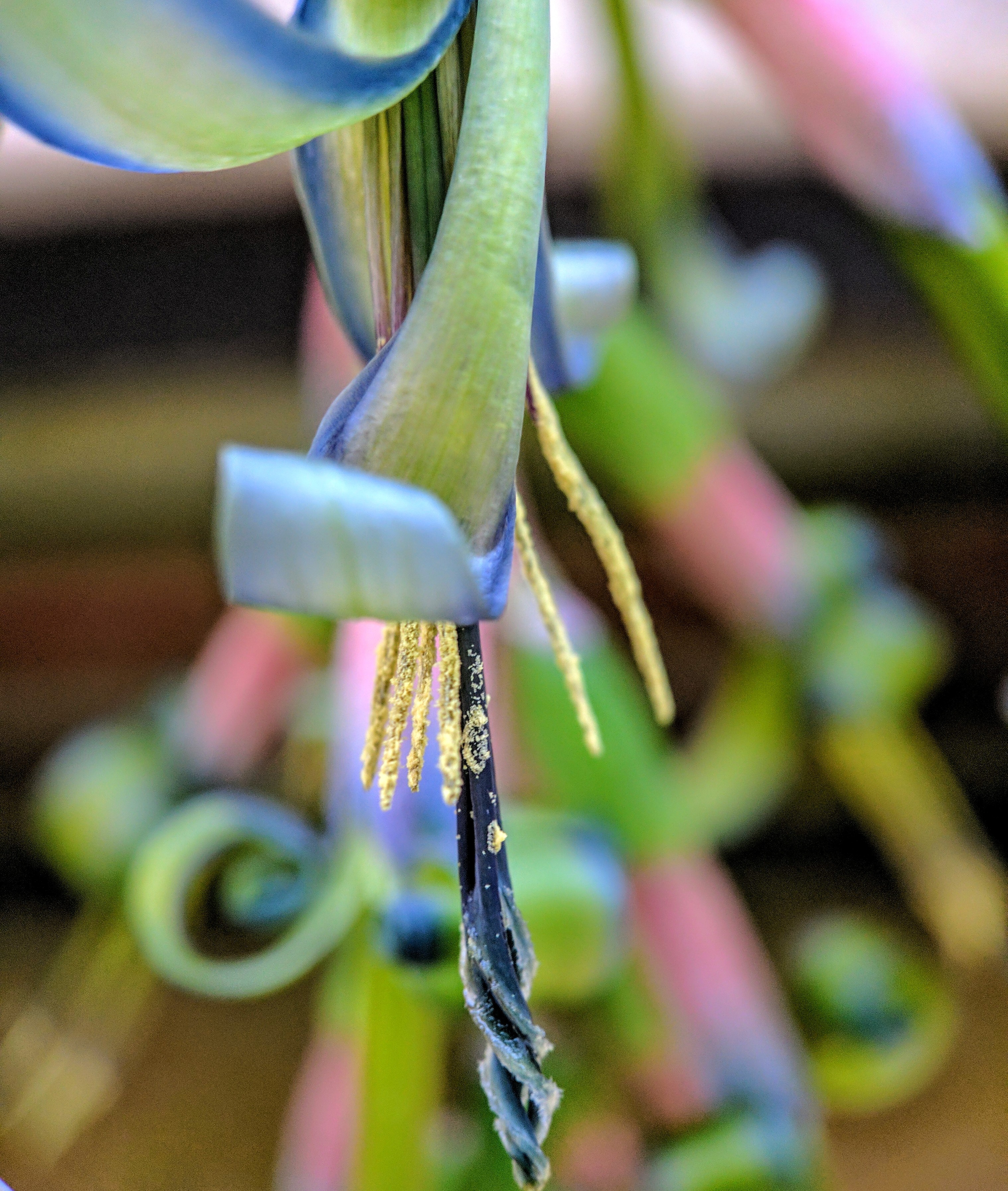 Nikii DavidsonGreenhouse Blooms