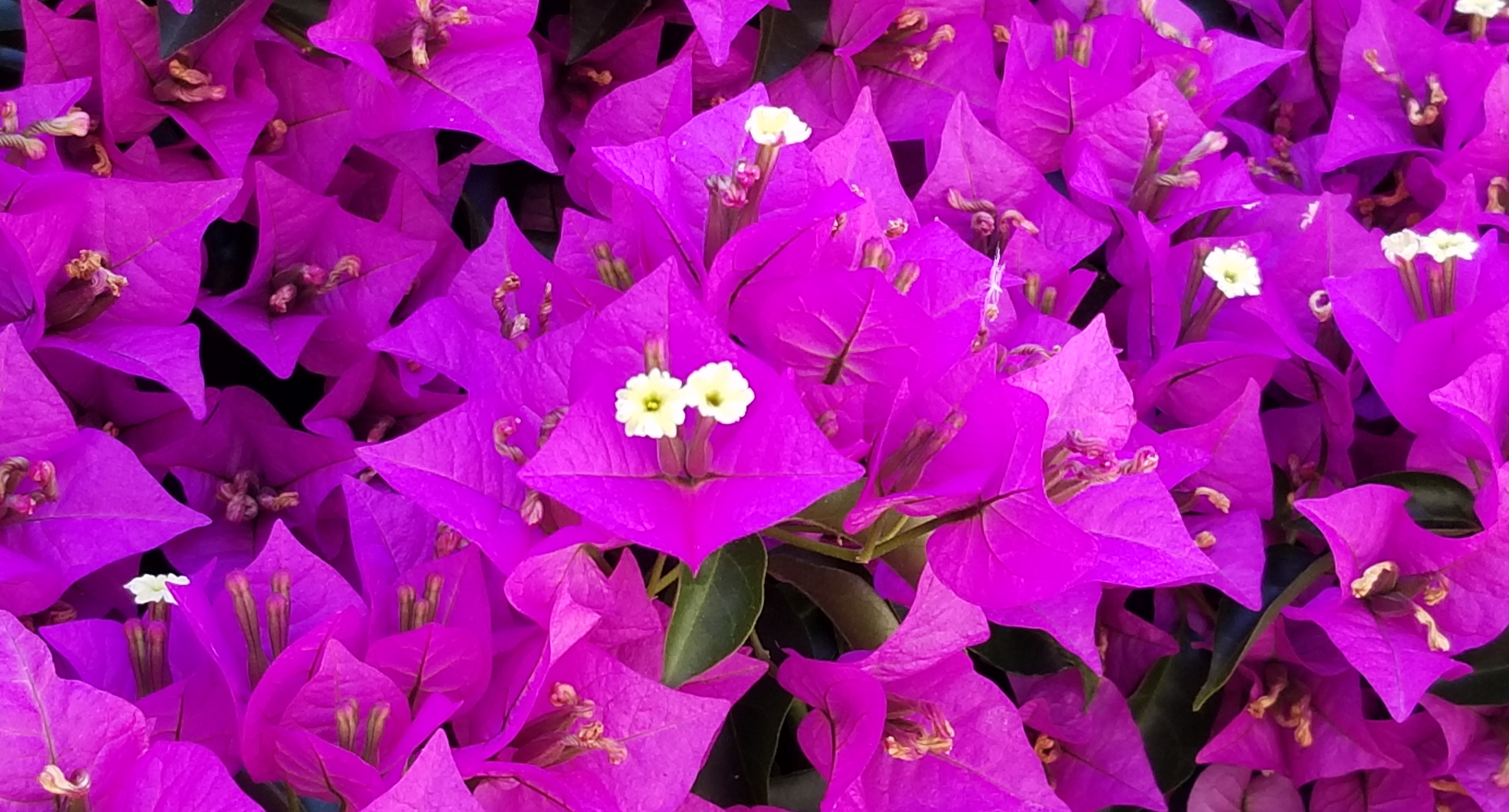 Poetry: “Bird Stories” Featuring Image: ‘The Eyes of Bougainvillea”
