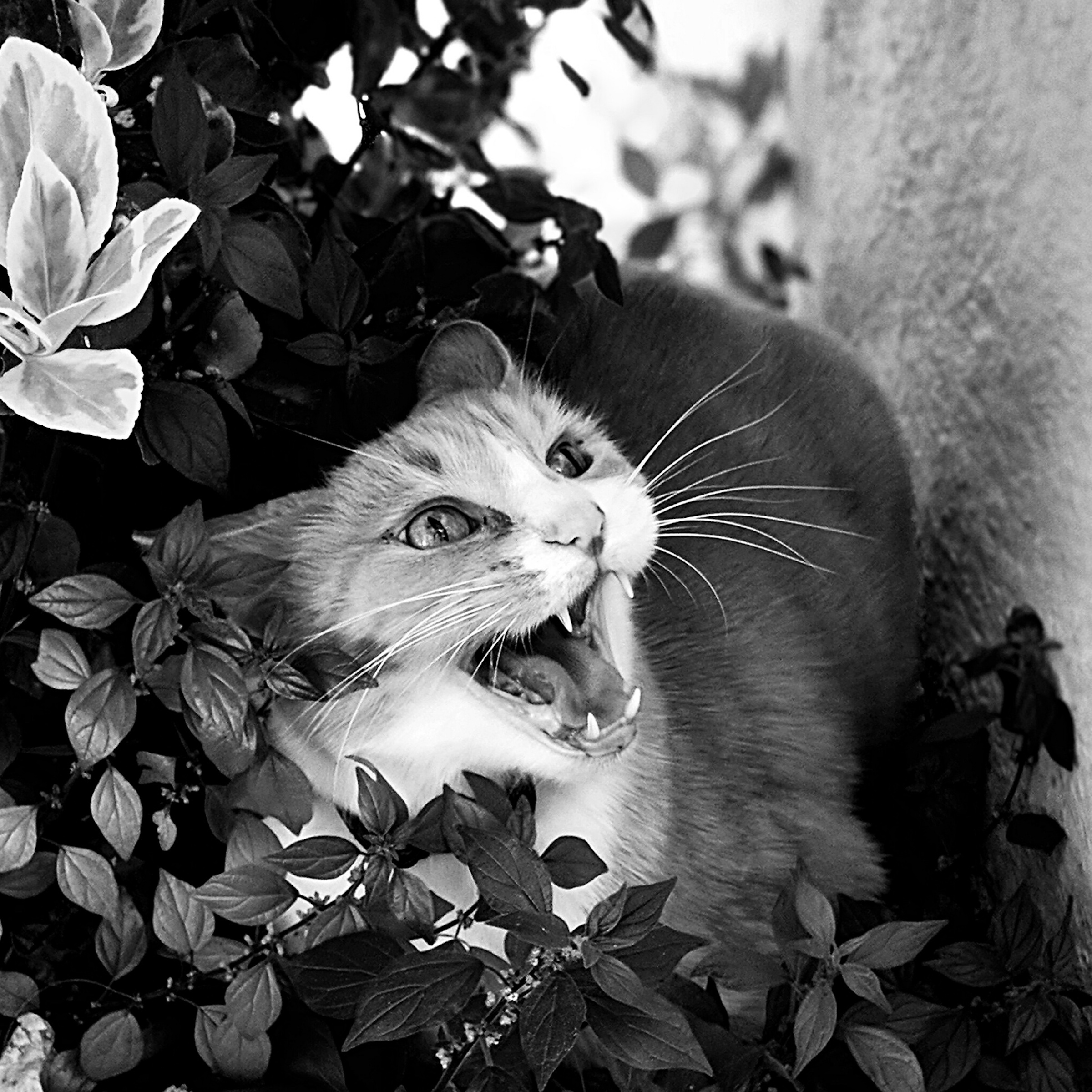 Maau!_Visual Arts_Photography_Kayla Wilton