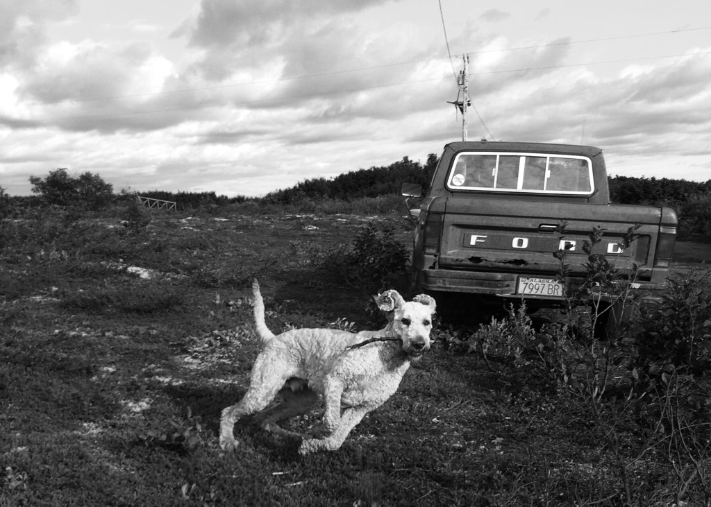 White dog with stick