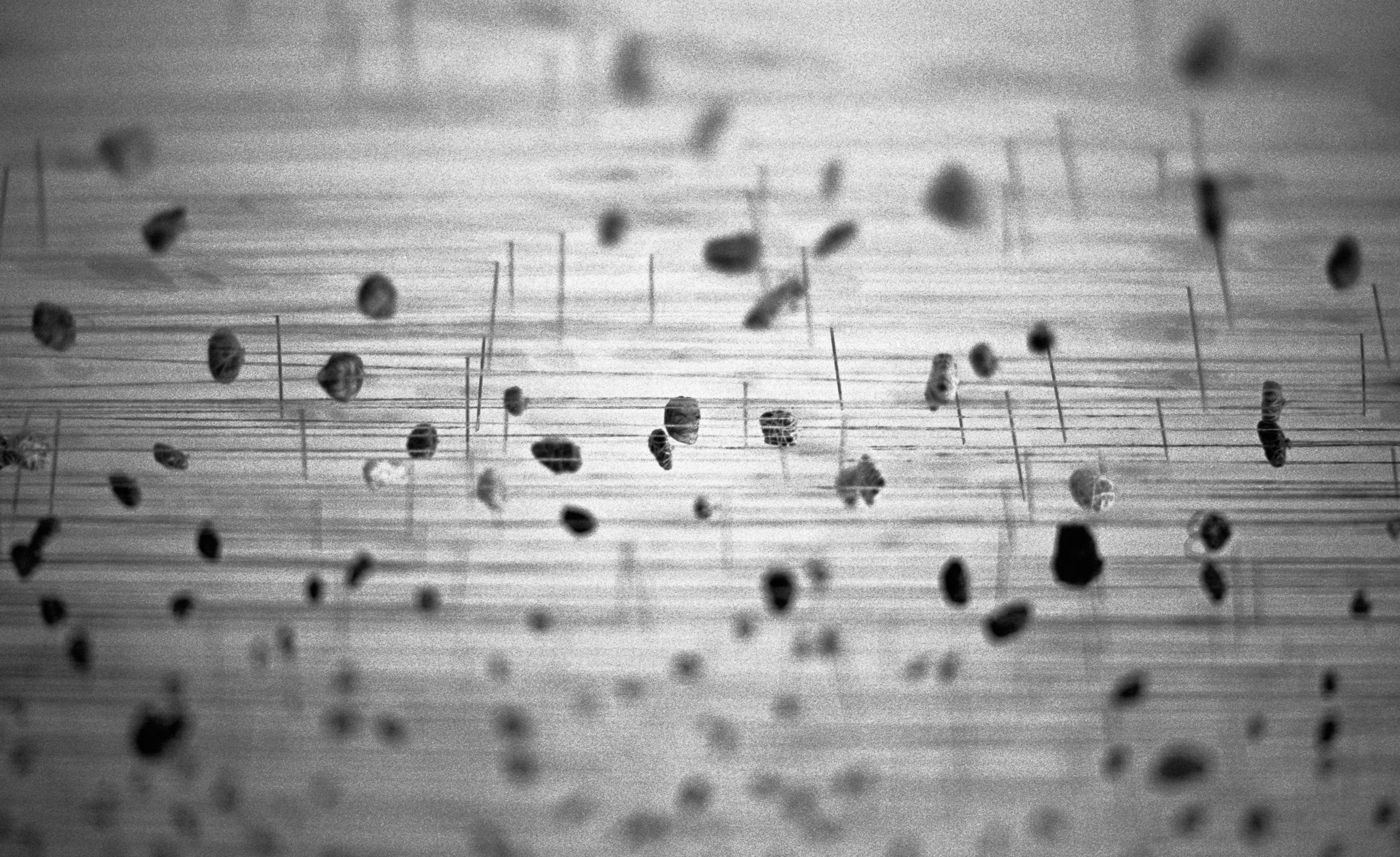 Measured Days